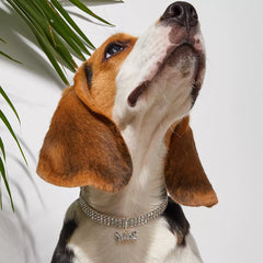 Bling Bone Pet Collar