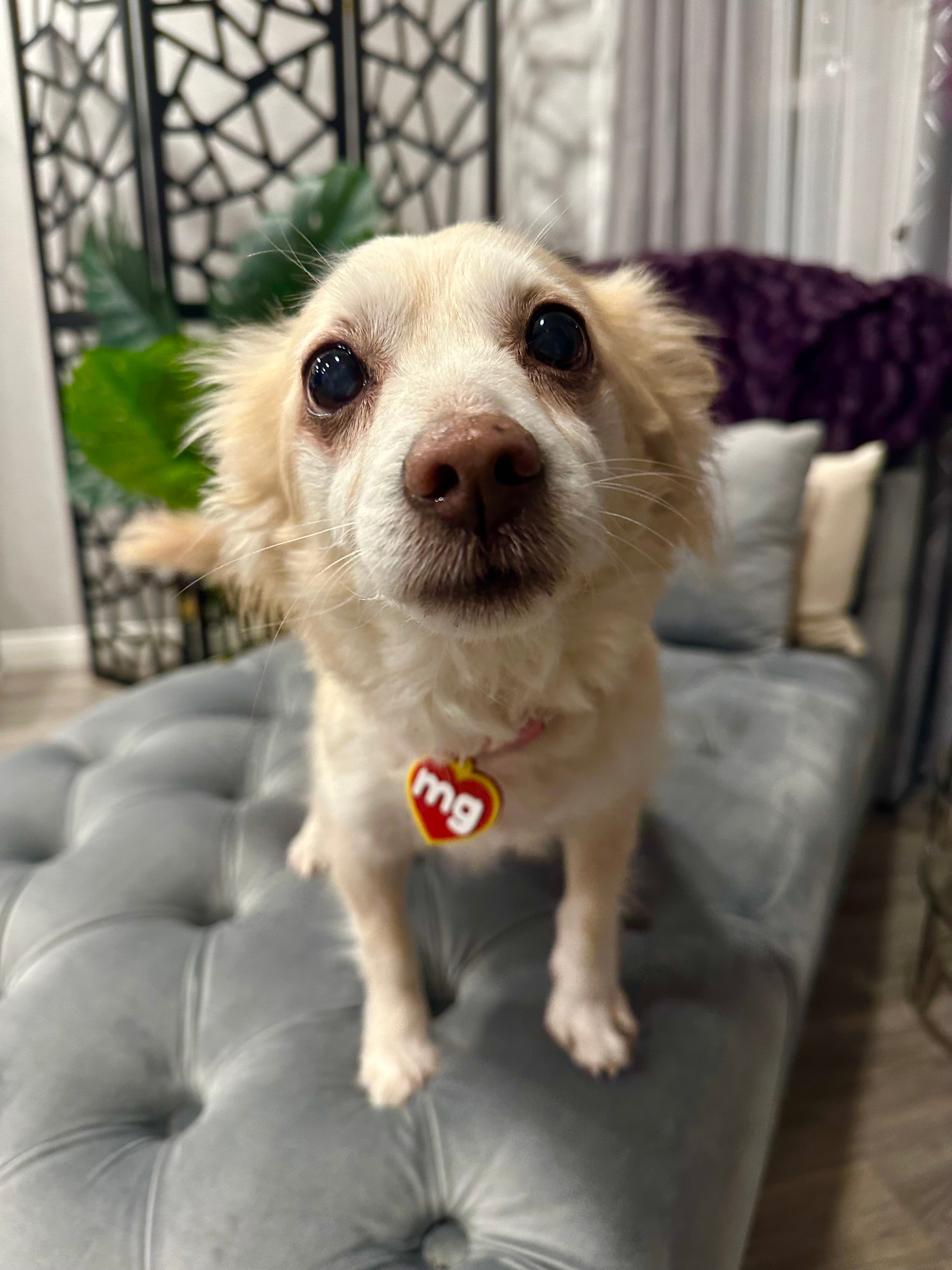 Custom Pet Tag