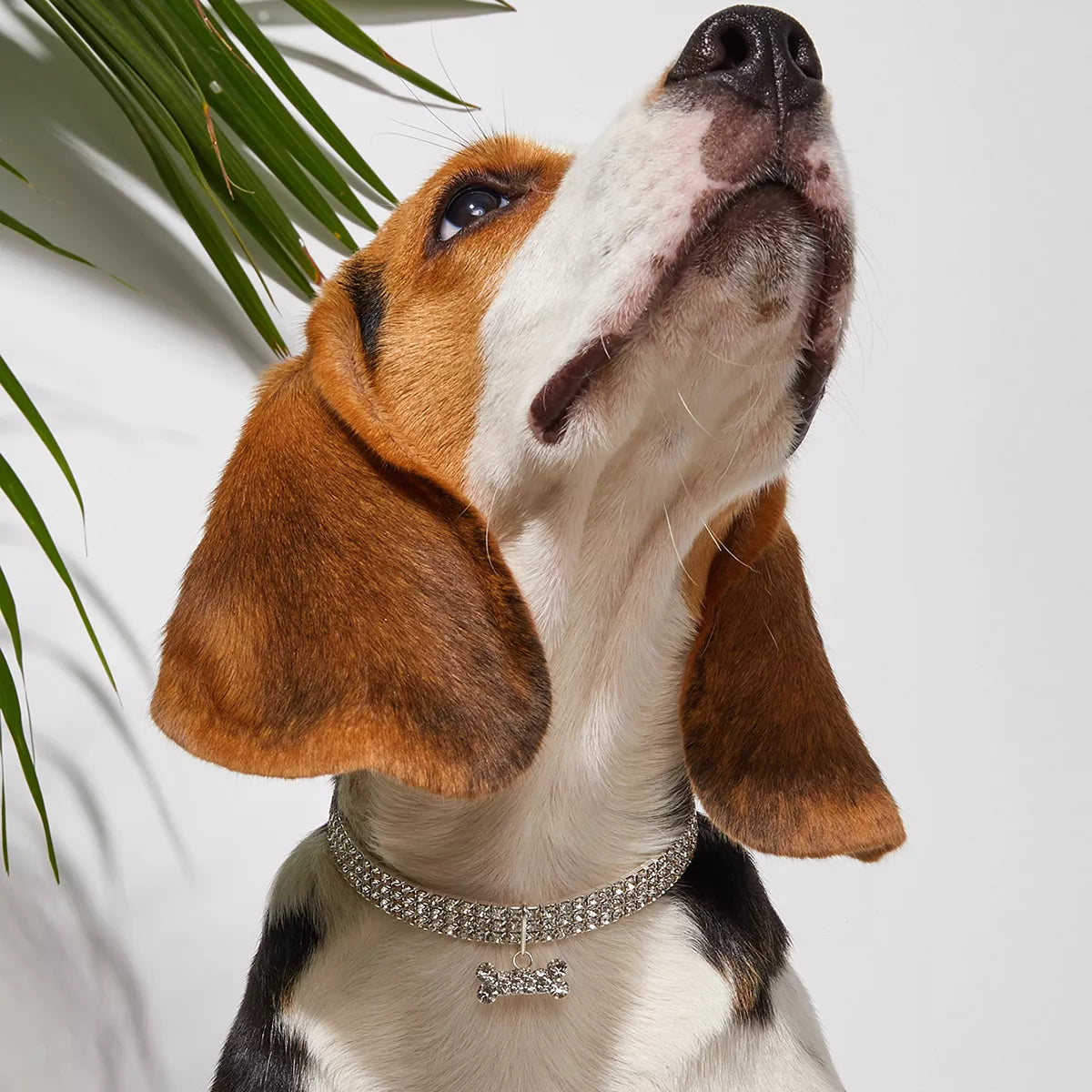 Bling Bone Pet Collar