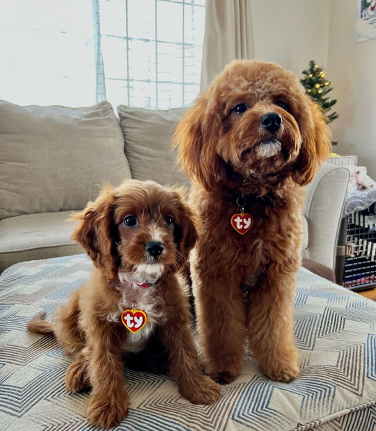 Heart Custom Pet Tag