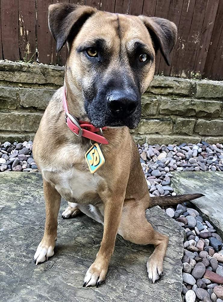Scooby Doo Pet Tag